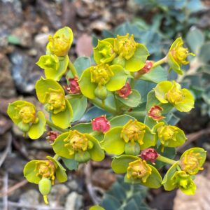 Euphorbia veneris