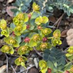 Euphorbia veneris Reproductive organs