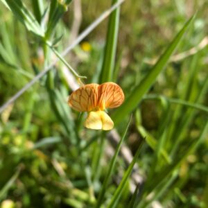 Lathyrus annuus