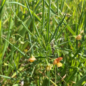 Lathyrus annuus