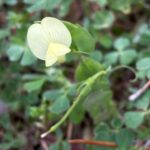 Lathyrus aphaca