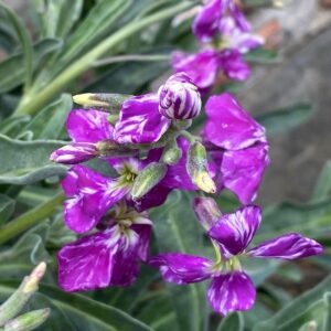 Matthiola incana