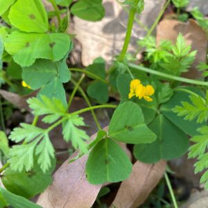 Medicago arabica