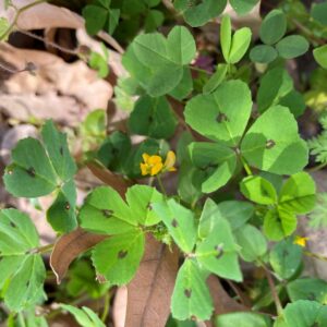 Medicago arabica