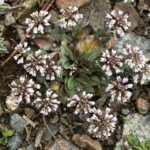 Microthlaspi perfoliatum leaves