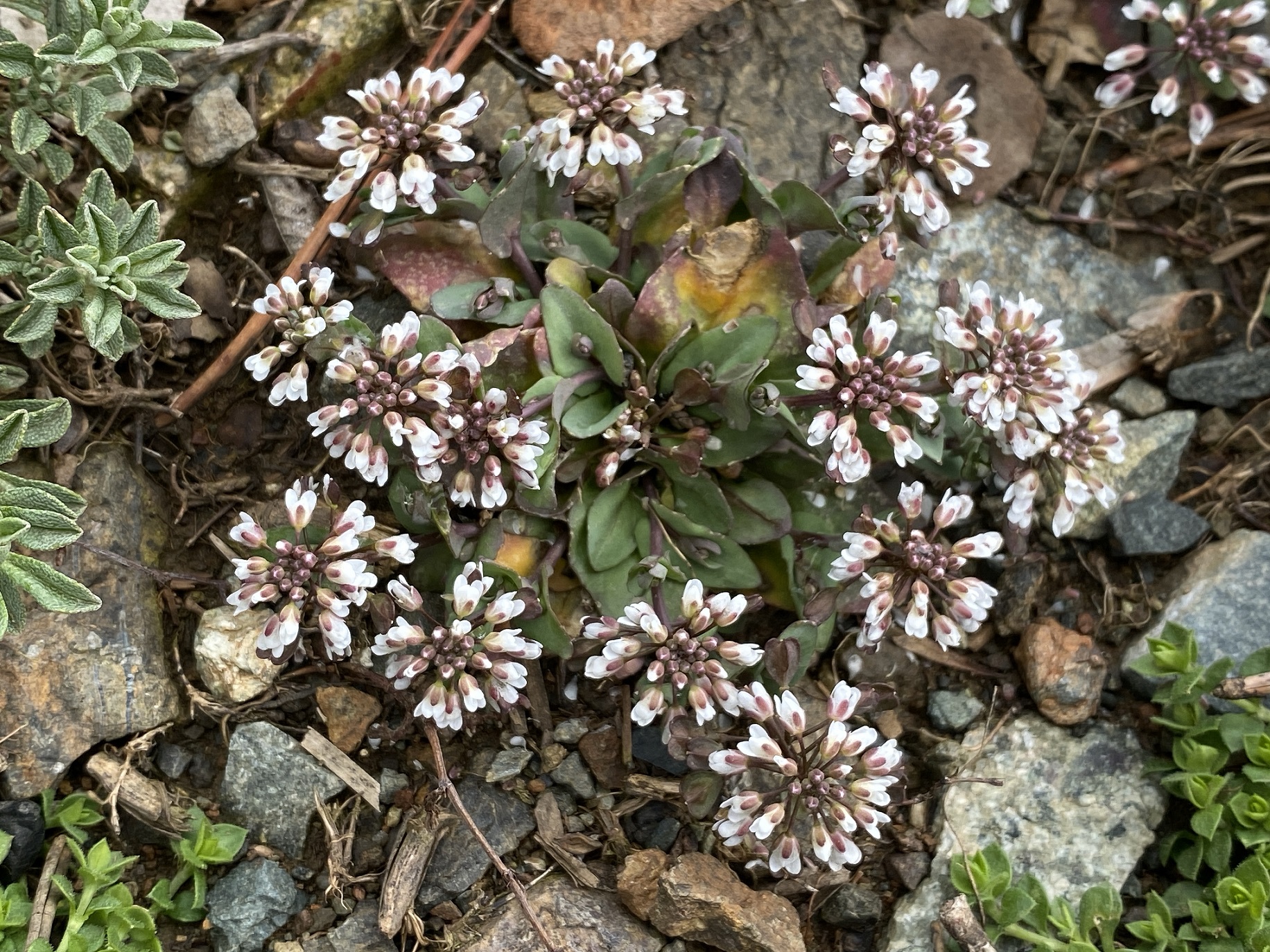 Microthlaspi perfoliatum leaves