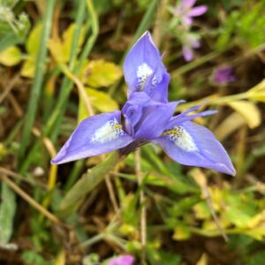 Moraea sisyrinchium