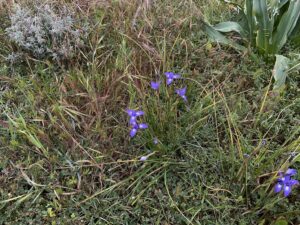 Moraea sisyrinchium