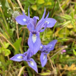 Moraea sisyrinchium