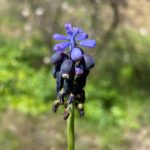 Muscari neglectum