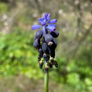 Muscari neglectum