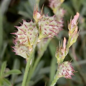 Onobrychis caput-galli