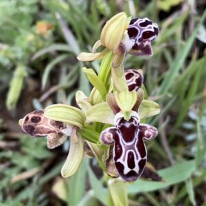 Ophrys kotschyi