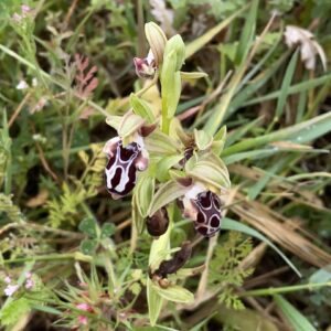 Ophrys kotschyi