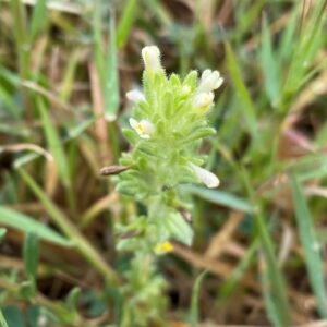 Parentucellia latifolia subsp. flaviflora