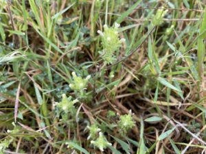 Parentucellia latifolia subsp. flaviflora