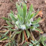 Plantago cretica