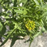 Sisymbrium irio leaves