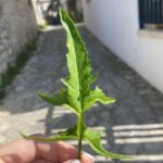 Sisymbrium irio leaf