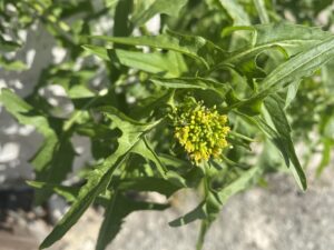 Sisymbrium irio leaves