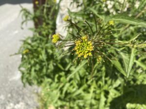 Sisymbrium irio flowers