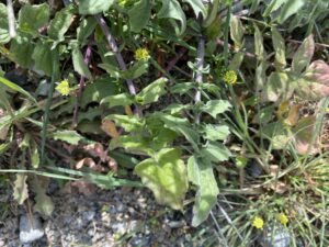 Sisymbrium irio Lower leaves