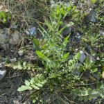 Sisymbrium irio Young plant