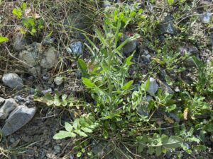 Sisymbrium irio Young plant