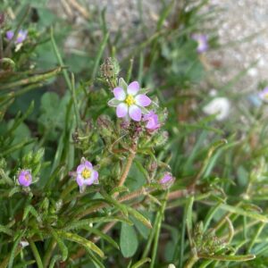 Spergularia marina