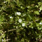 Stellaria cupaniana