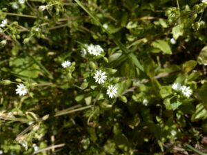 Stellaria cupaniana