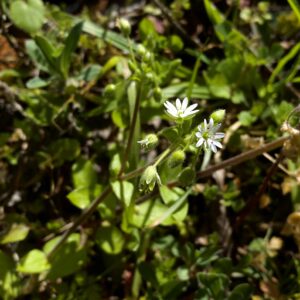 Stellaria cupaniana