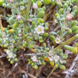 Tetraena alba