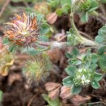 Trifolium cherleri