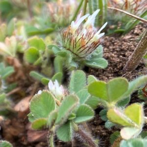 Trifolium cherleri