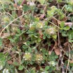 Trifolium cherleri