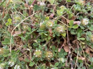 Trifolium cherleri