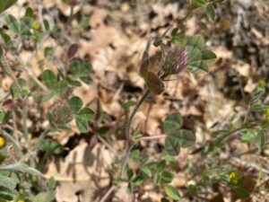 Trifolium hirtum