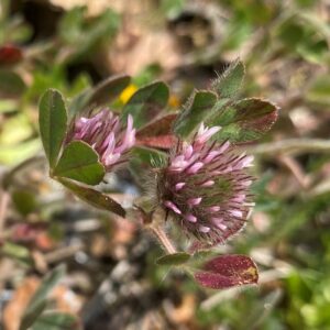 Trifolium hirtum