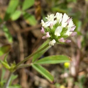 Trifolium leucanthum