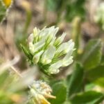 Trifolium leucanthum