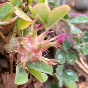 Trifolium spumosum