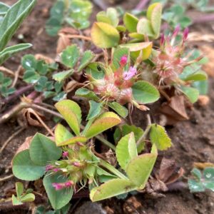 Trifolium spumosum