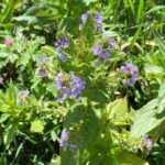 Veronica anagallis-aquatica