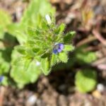 Veronica arvensis Kykkos Blue flower max 3mm in diam.