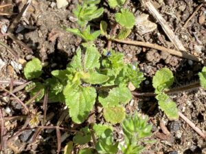 Veronica arvensis Kykkos Leaves with many lobes