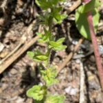 Veronica arvensis Kykkos Pedicels not exceeding 2mm