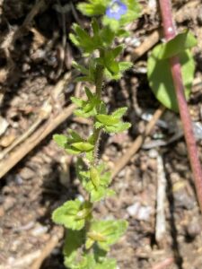 Veronica arvensis Kykkos Pedicels not exceeding 2mm