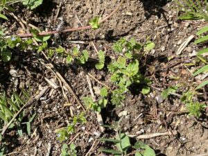 Veronica arvensis Kykkos The plant