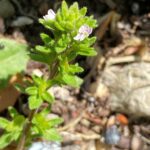 Veronica ixodes Kykkos Characteristic inflorescence as V. arvensis, bozakmanii